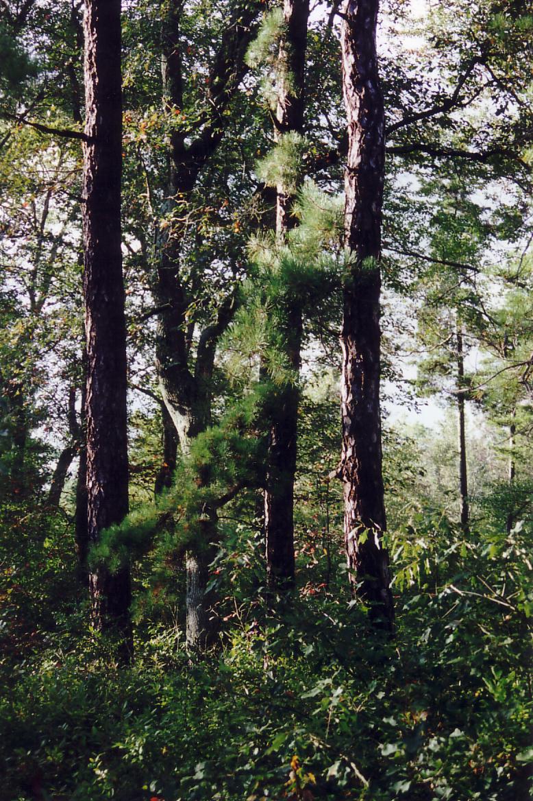 Pine Barrens